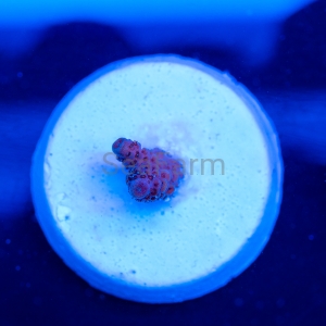 Acropora millepora - "Rose Red" - WYSIWYG nr 12