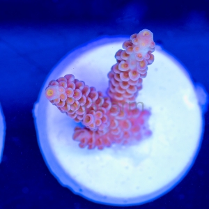 Acropora tenuis - "Golden Gate Tenuis" - DCW 2