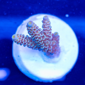 Acropora tenuis - "Golden Gate Tenuis" - DCW 3