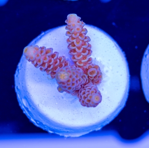 Acropora tenuis - "Golden Gate Tenuis" - DCW 4