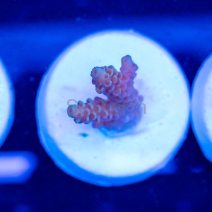 Acropora tenuis - "Golden Gate Tenuis" - DCW 6