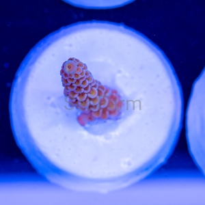 Acropora tenuis - "Golden Gate Tenuis" - DCW 7