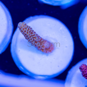 Acropora tenuis - "Golden Gate Tenuis" - DCW 11