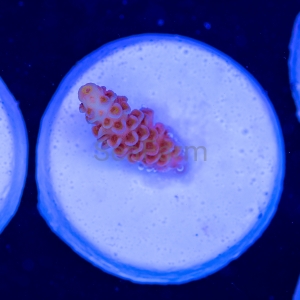 Acropora tenuis - "Golden Gate Tenuis" - DCW 12