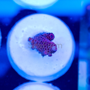 Acropora millepora - "Purple Burgund" - WYSIWYG nr 6