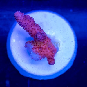 Acropora millepora - "Purple Burgund" - WYSIWYG nr 10