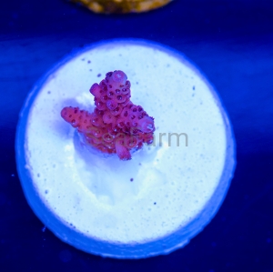 Acropora millepora - "Purple Burgund" - WYSIWYG nr 11