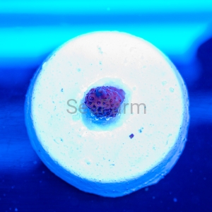 Acropora millepora - "Purple Burgund" - WYSIWYG nr 13