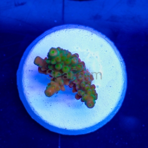 Acropora austera - "Ocean Green Austera" - DCW nr 1 