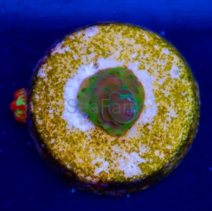 Ultra Acropora divaricata - "Joe's Mango Garden" - WYSIWYG nr 1