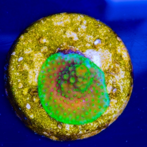 Ultra Acropora divaricata - "Joe's Mango Garden" - WYSIWYG nr 2