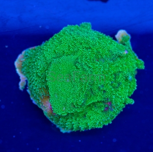 Montipora foliosa "SF Ultra Green" - WYSIWYG nr 2