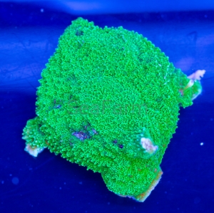 Montipora foliosa "SF Ultra Green" - WYSIWYG nr 3