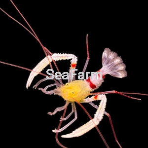 Stenopus zanzibaricus - odłów ręczny, bez trucizn  