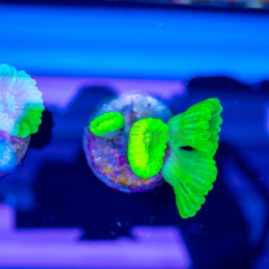 Caulastraea sp.  "SF Fluo Green" nr 2