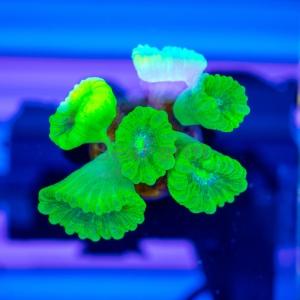 Caulastraea sp.  "SF Fluo Green" nr 3