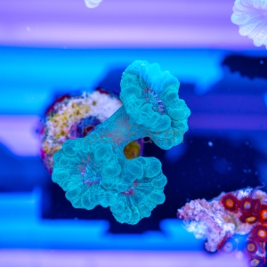 Caulastraea sp.  "SF Mint Green" nr 1