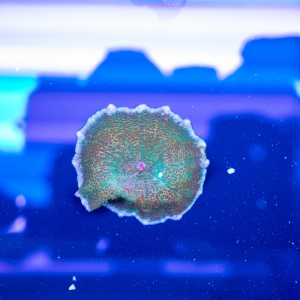 Rhodactis  "Frog Skin" WYSIWYG nr 1 