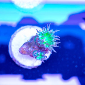 Duncanopsammia axifuga "Toxic Green"- WYSIWYG nr 1 