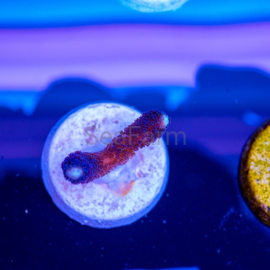 Stylophora pistillata "SF Purple Queen" -  DCW nr 4