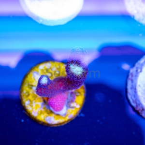 Stylophora pistillata "SF Purple Queen" -  DCW nr 5