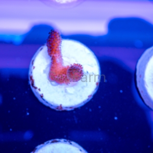 Stylophora pistillata "SF Purple Queen" -  DCW nr 6