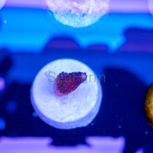 Stylophora pistillata "SF Purple Queen" -  DCW nr 9