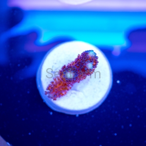 Stylophora pistillata "SF Purple Queen" -  DCW nr 16