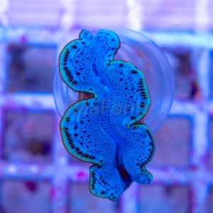 Tridacna maxima (Blue) -  odłów ręczny, bez trucizn      