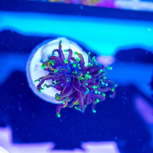 Euphyllia glabrescens  "Dragon Soul" WYSIWYG nr 1 