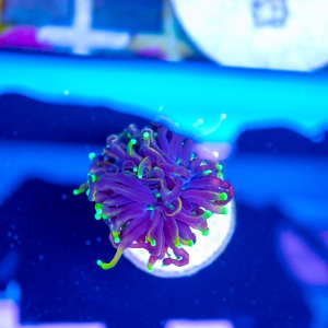 Euphyllia glabrescens  "Dragon Soul" WYSIWYG nr 2
