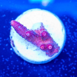 Acropora millepora - "Real Pink" - WYSIWYG nr 3