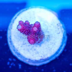 Acropora millepora - "Real Pink" - WYSIWYG nr 5