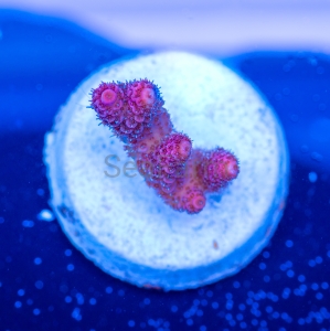 Acropora millepora - "Real Pink" - WYSIWYG nr 6