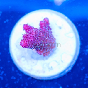 Acropora millepora - "Real Pink" - WYSIWYG nr 7