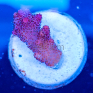 Acropora millepora - "Real Pink" - WYSIWYG nr 9