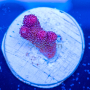 Acropora millepora - "Real Pink" - WYSIWYG nr 10