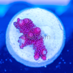 Acropora millepora - "Real Pink" - WYSIWYG nr 12