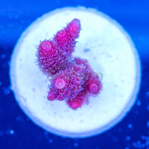 Acropora millepora - "Real Pink" - WYSIWYG nr 13