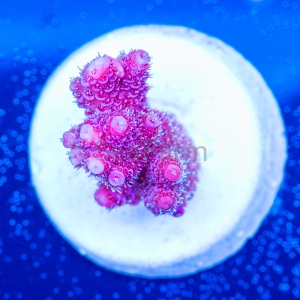 Acropora millepora - "Real Pink" - WYSIWYG nr 15