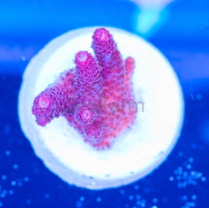 Acropora millepora - "Real Pink" - WYSIWYG nr 16