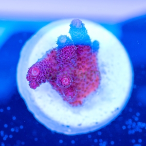 Acropora millepora - "Real Pink" - WYSIWYG nr 17