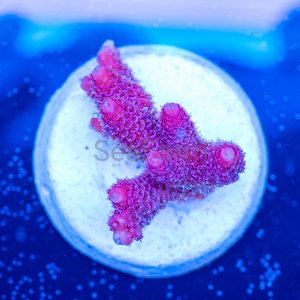 Acropora millepora - "Real Pink" - WYSIWYG nr 19