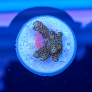 Acropora  millepora- "Gold Green Millie" - WYSIWYG nr 7