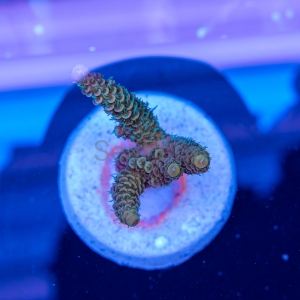 Acropora  millepora- "Gold Green Millie" - WYSIWYG nr 8