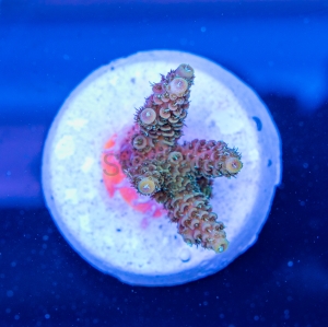 Acropora  millepora- "Gold Green Millie" - WYSIWYG nr 9