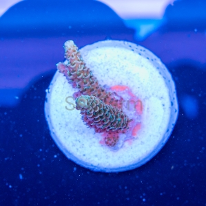 Acropora  millepora- "Gold Green Millie" - WYSIWYG nr 10