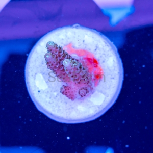 Acropora  millepora- "Gold Green Millie" - WYSIWYG nr 12
