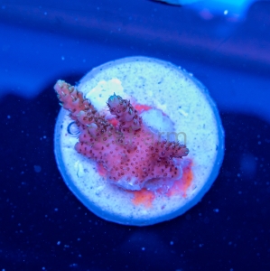 Acropora  millepora- "Gold Green Millie" - WYSIWYG nr 13
