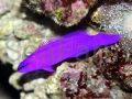 pseudochromis-fridmani.jpg